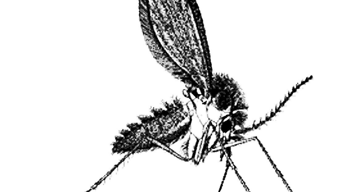 mosquito leishmaniosis