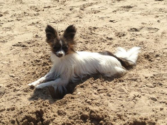playas españolas que admiten perros