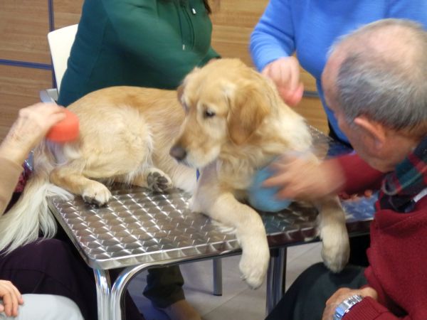 terapia con perros para personas mayores