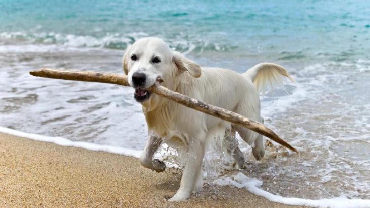 playas para perros