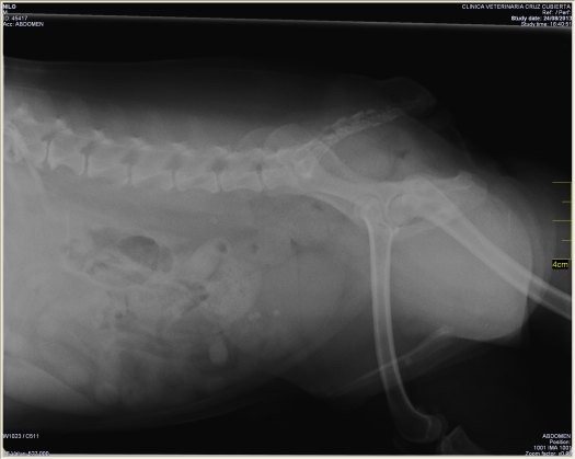 Cistotomía: perro con cálculos vehiga y uretra