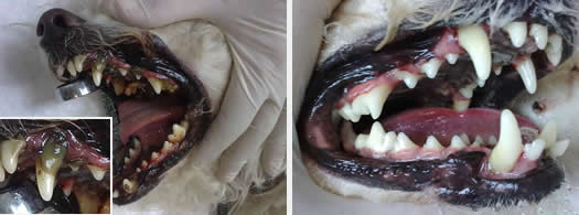 limpieza boca por ultrasonidos en perros