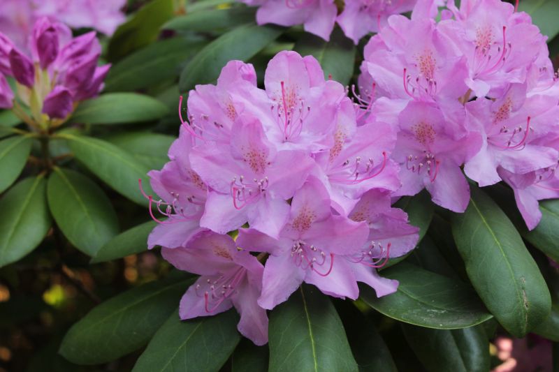 plantas tóxicas para aves - Rhododendron