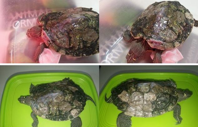 fractura de caparazón en tortuga