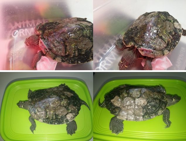 fractura de caparazón en tortuga