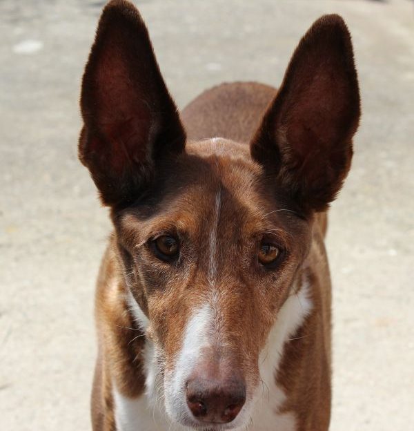 podenco
