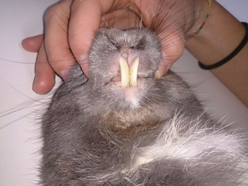 extraccion de incisivos en conejo