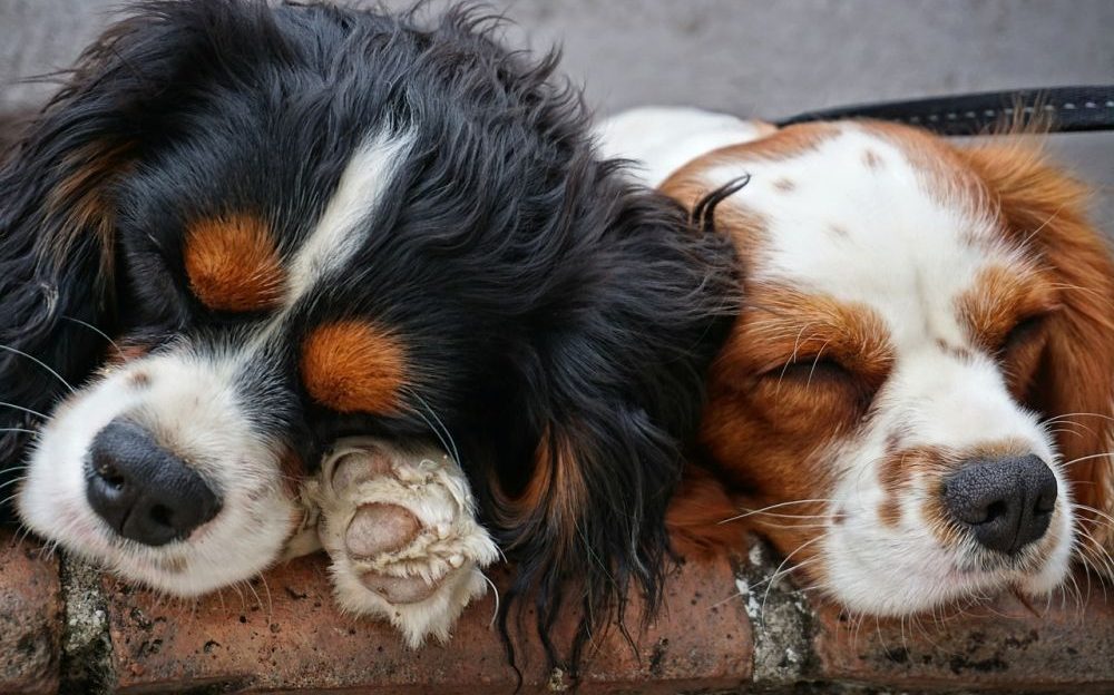 convenio europeo sobre la protección de animales de compañia