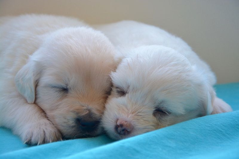 criar cachorros