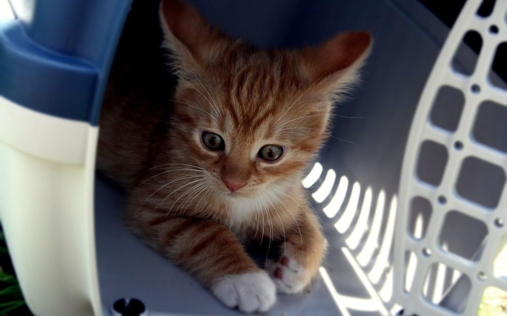 transportar a tu gato en coche