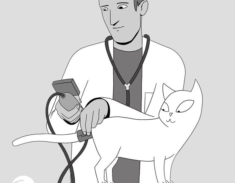 hipertensión felina