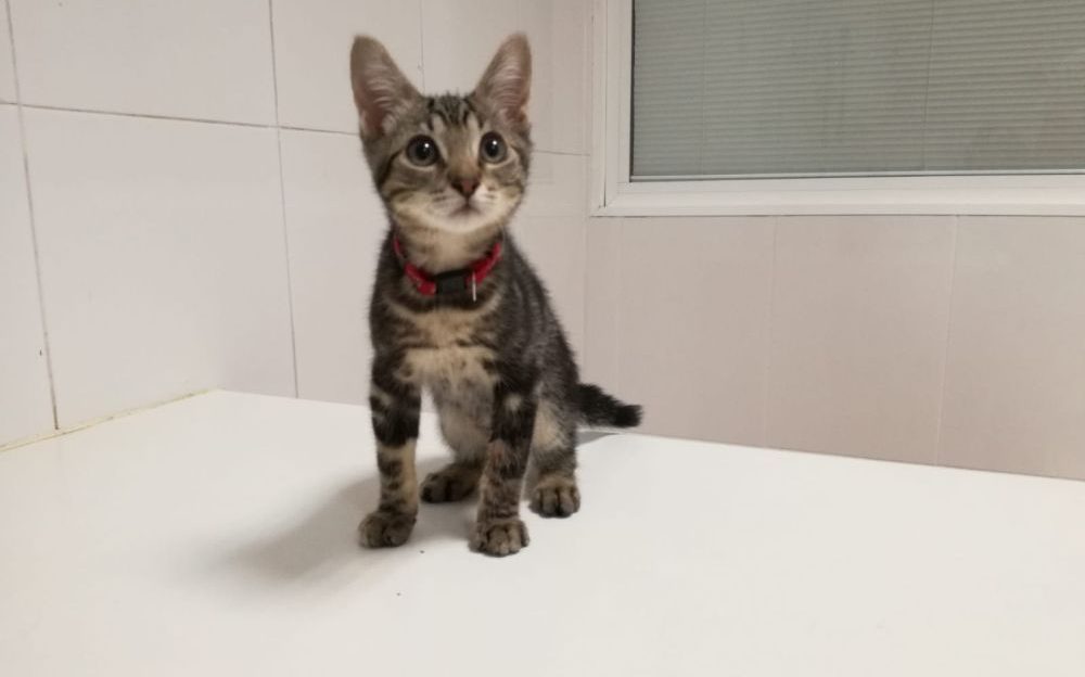 leucemia e inmunodeficiencia en gatos