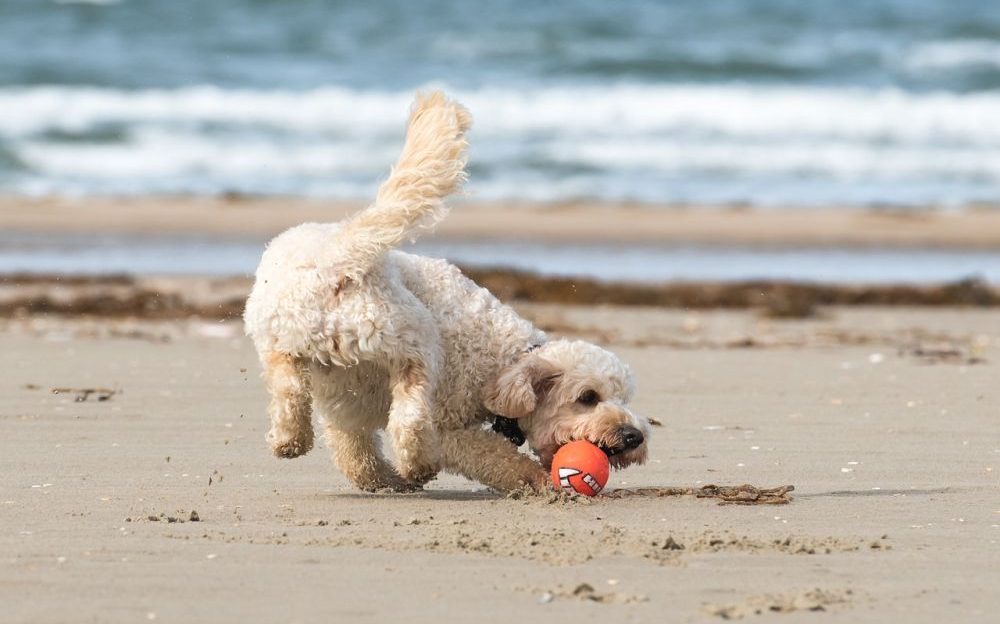 playas para perros