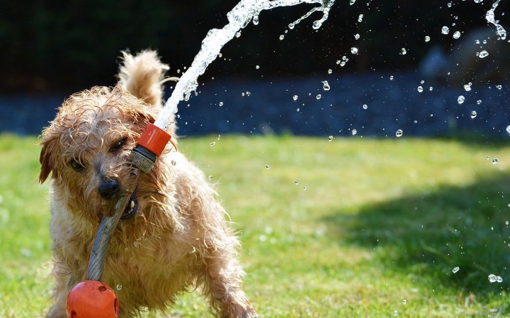 refrescar a tu perro