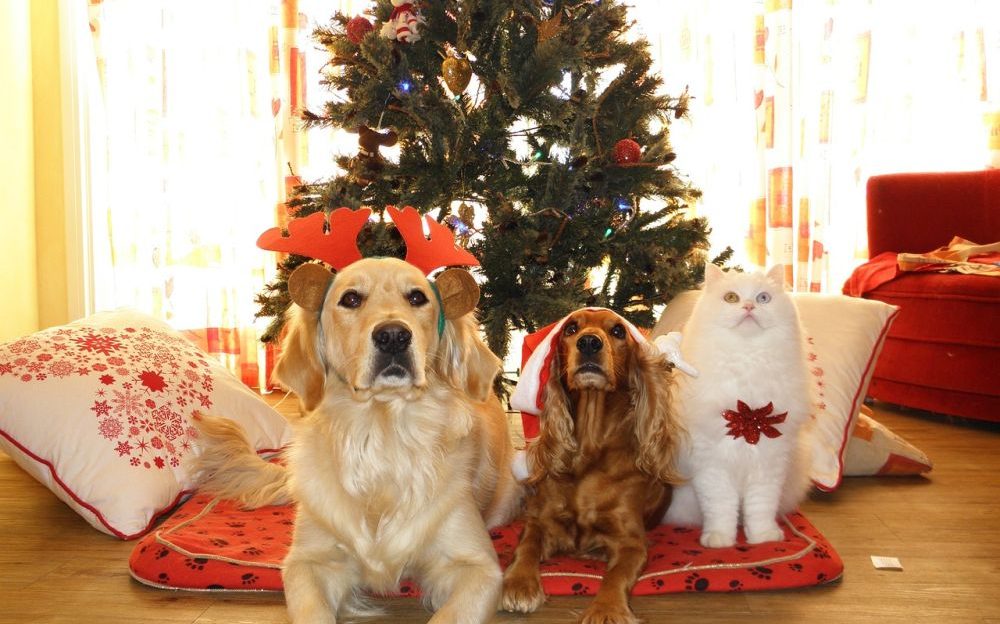 cuidado de tu mascota esta navidad