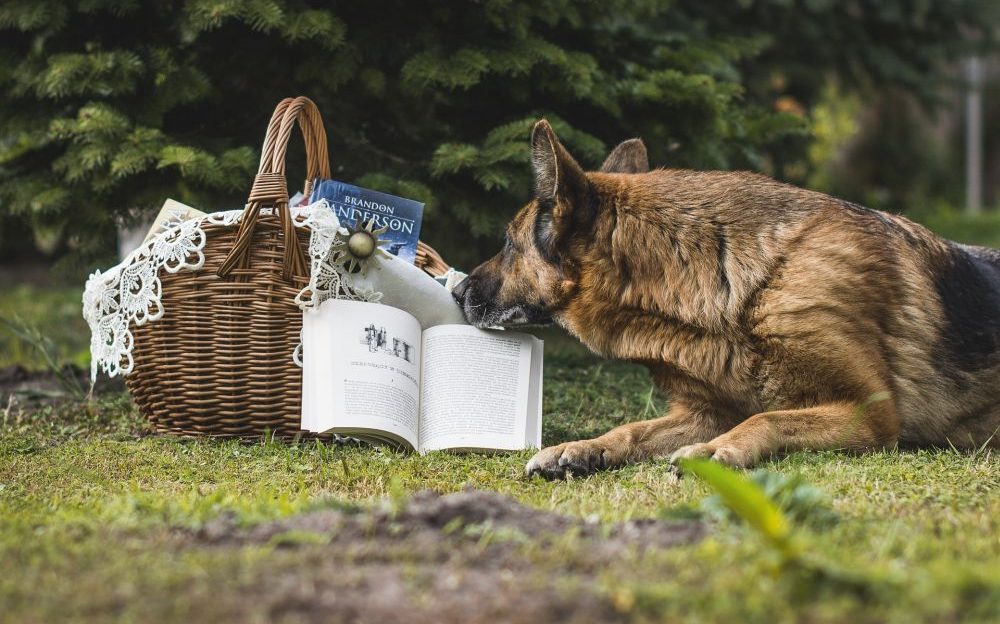 educación canina