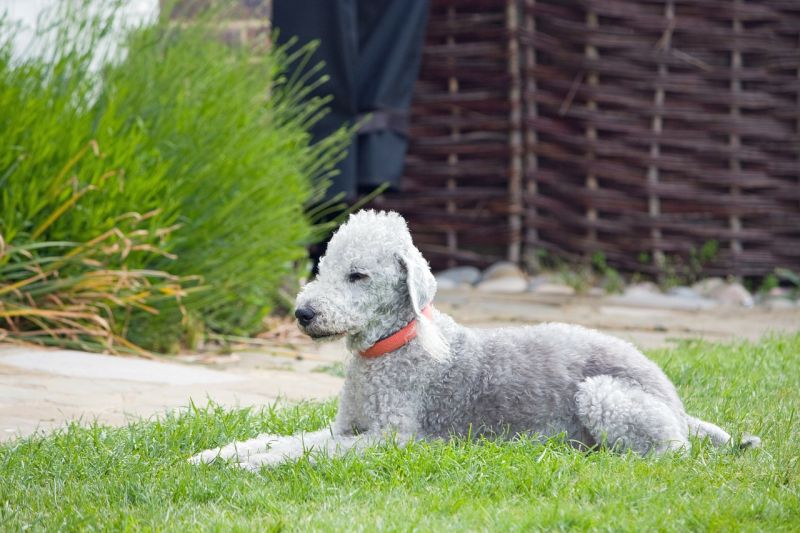 Razas de perros más peculiares bedlington-terrier
