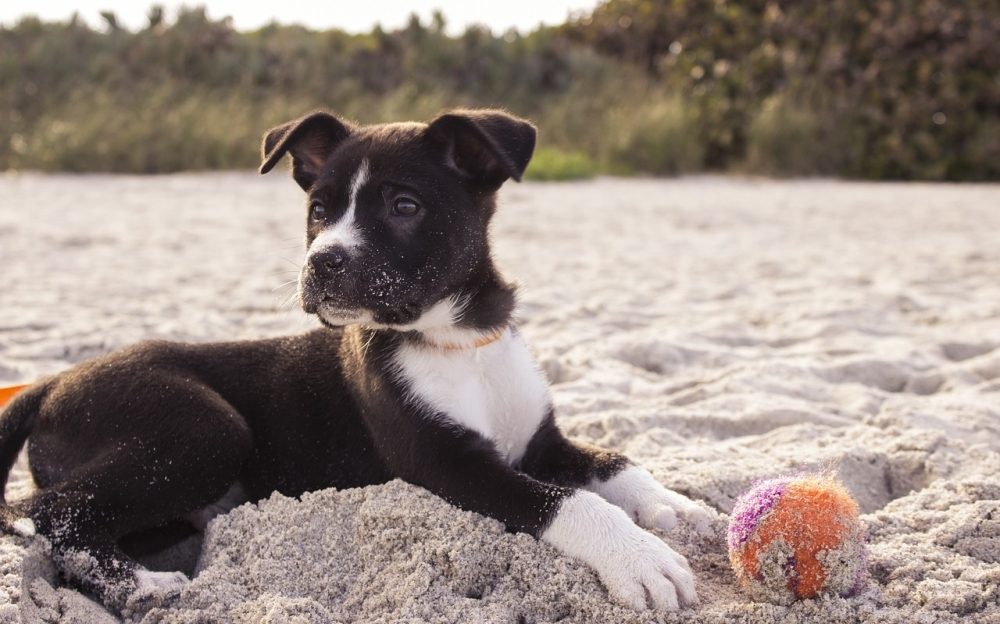 playas para perros en España