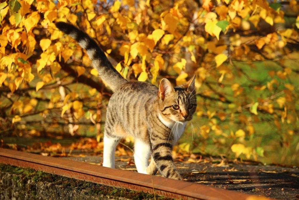 mascotas en otoño