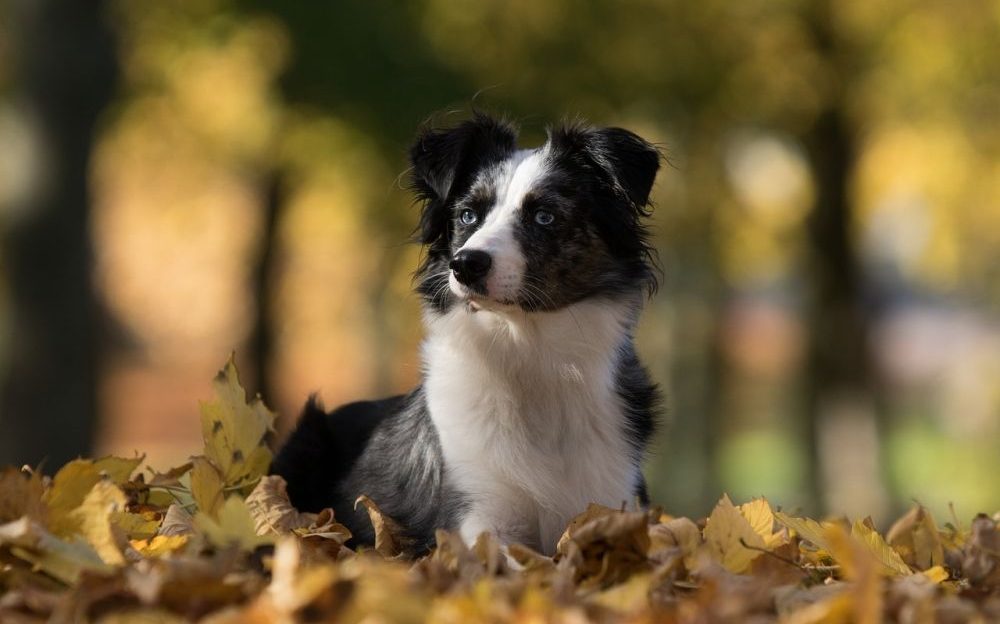 mascotas en otoño