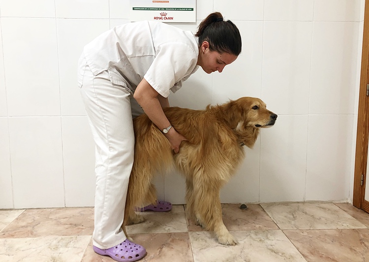 urgencias veterinarias- maniobra de Heimlich
