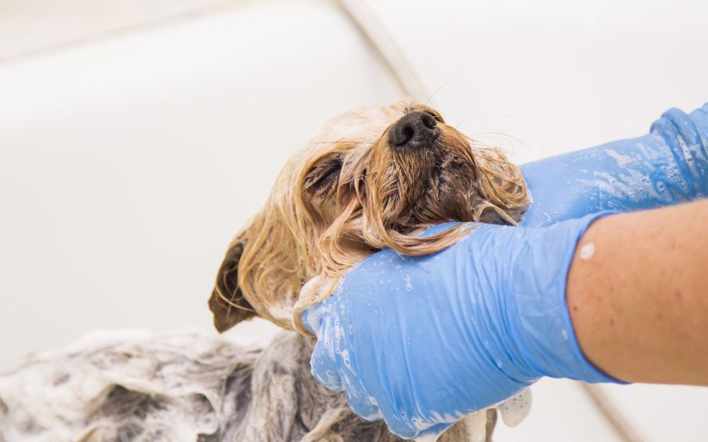 champús para perros