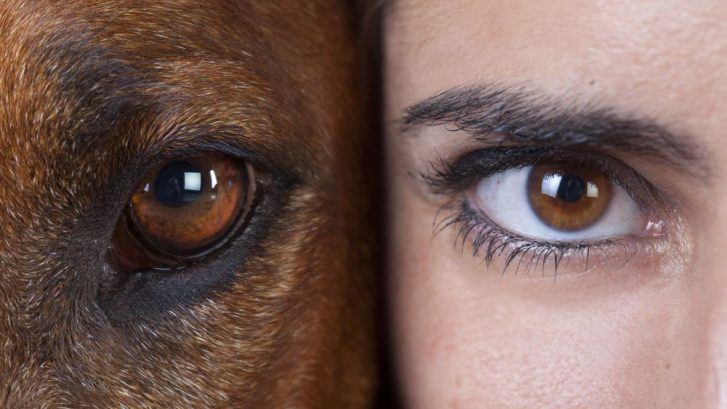 ojos perros y humanos