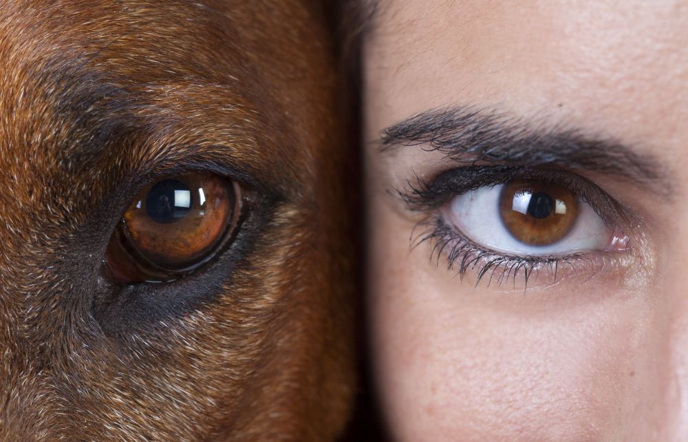 Ojos de perro, ojos de perro siberiano Storyboard de lollypopp