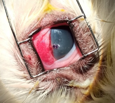 perforacion corneal