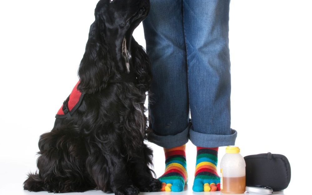 perros de alerta médica
