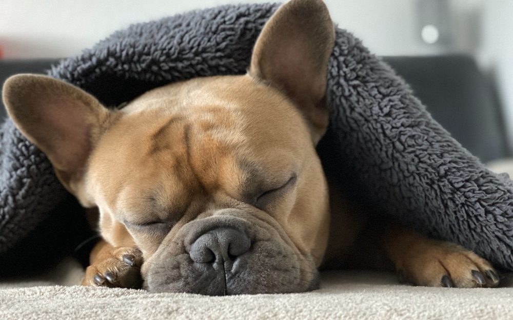 los perros y el sueño