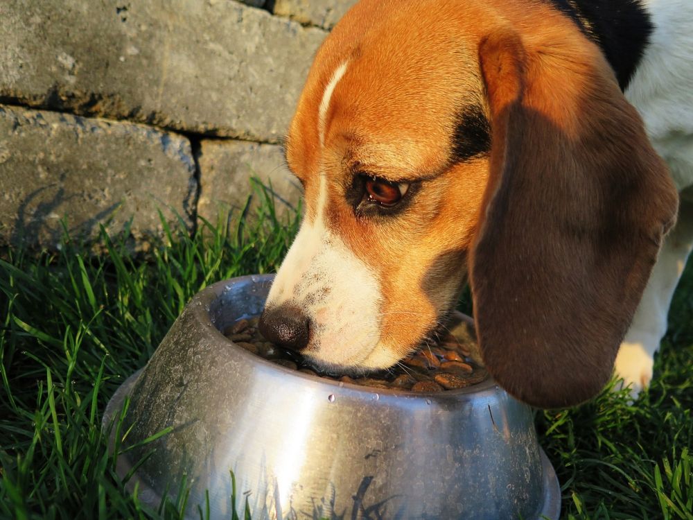 alimentacion de perros y gatos esterilizados 