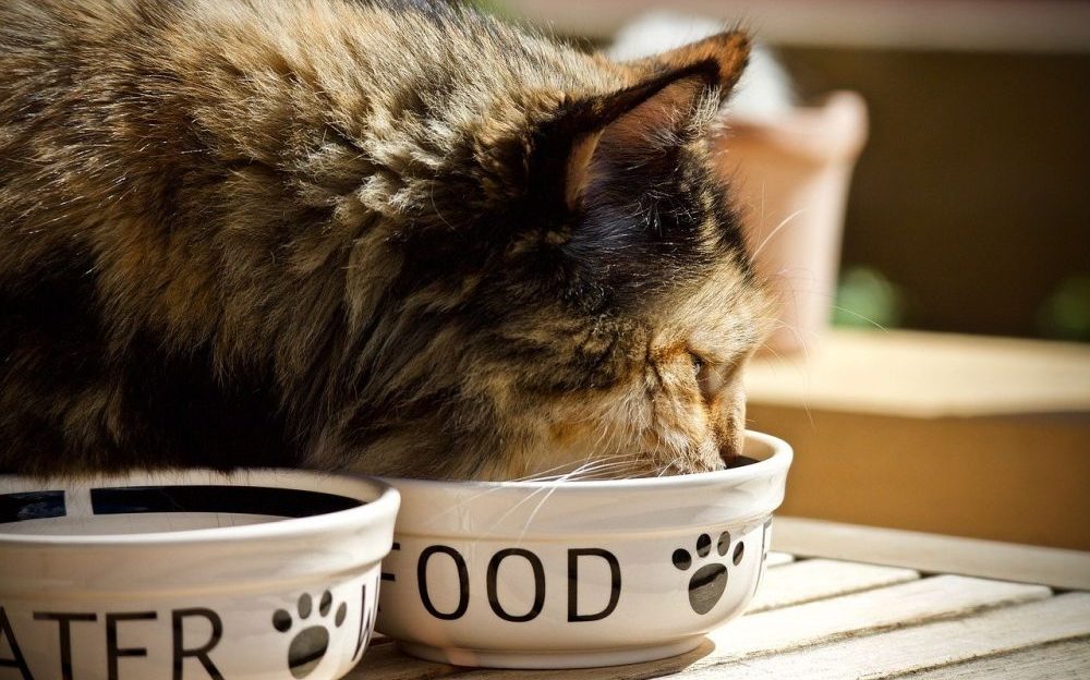 alimentacion perros y gatos esterilizados