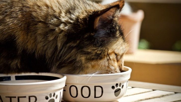 alimentacion perros y gatos esterilizados