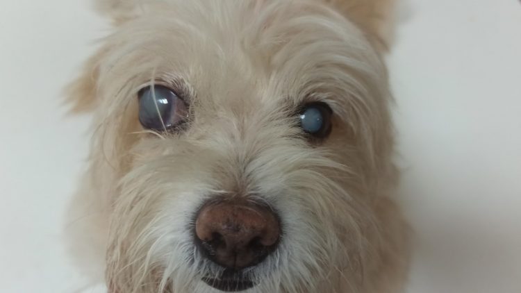 glaucoma en perros