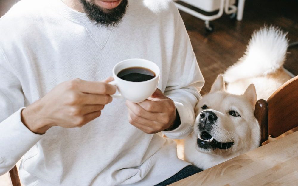 por qué no debes darle café a tu perro