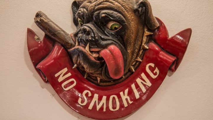 intoxicacion por tabaco en mascotas