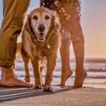 playas para perros en España
