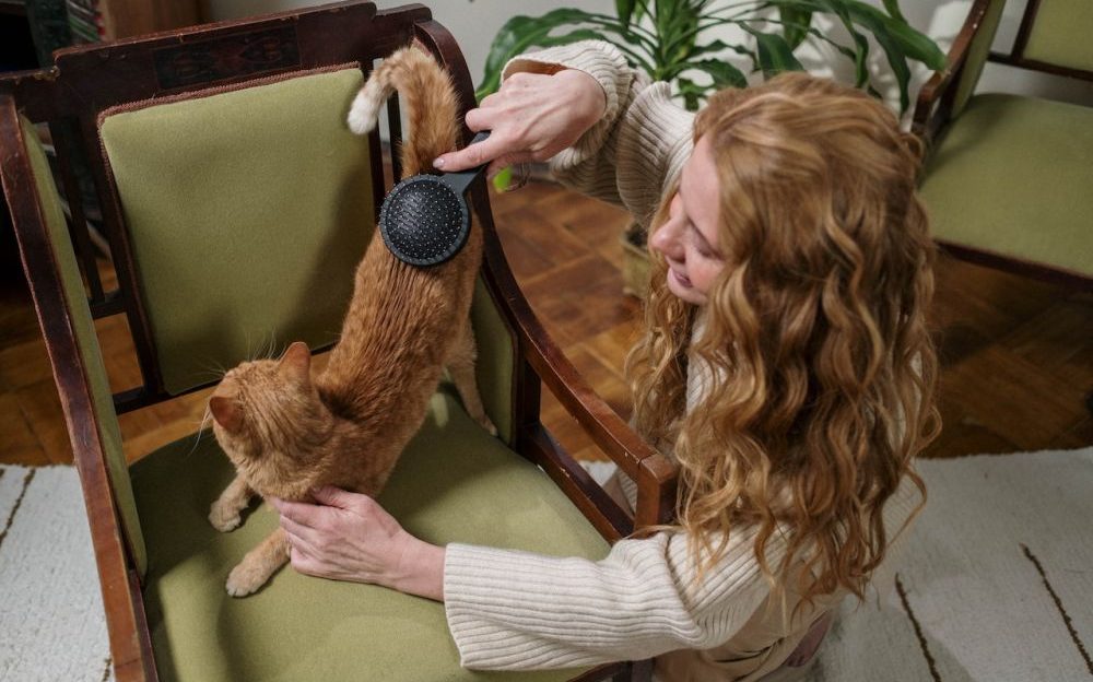 Persona cepillando a un gato