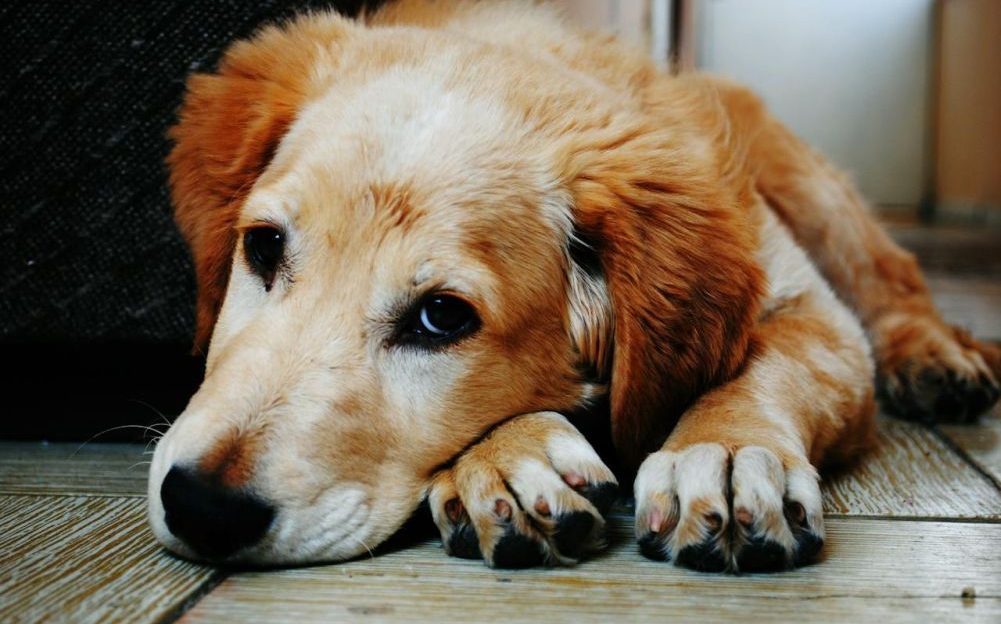 dolor en mascotas