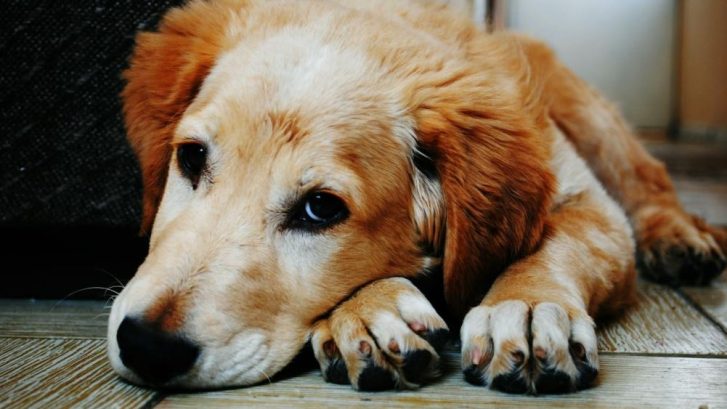 dolor en mascotas
