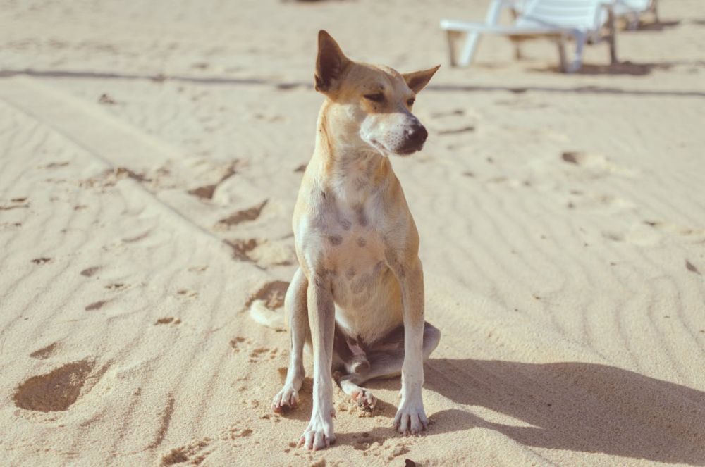 peligros del sol en piel del perro