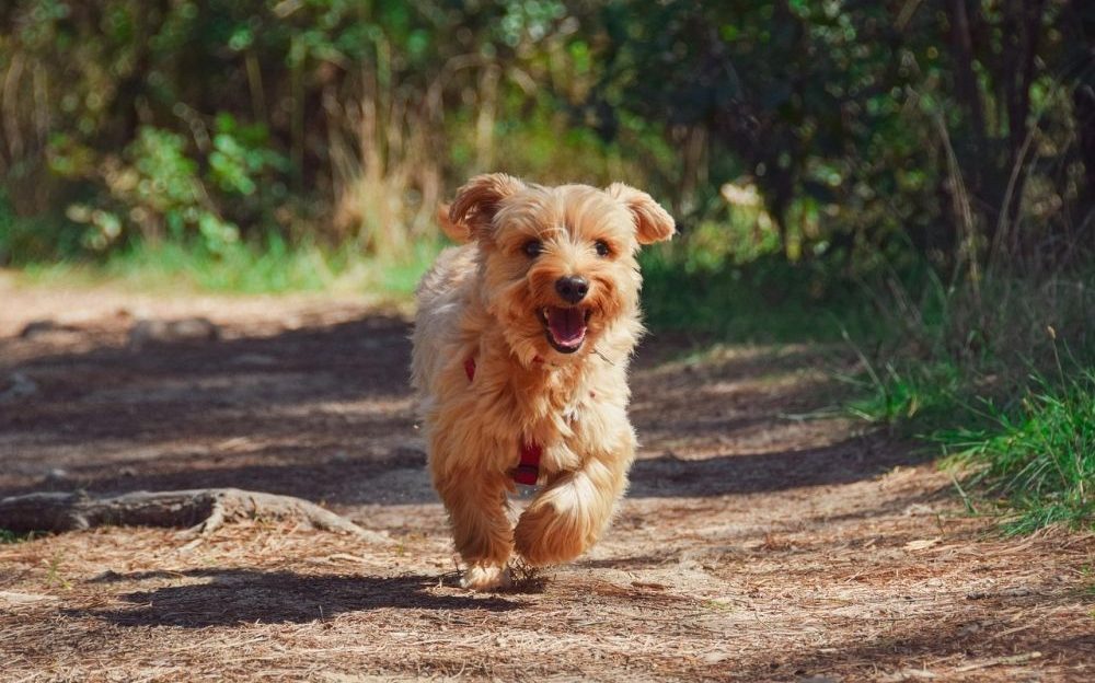 alergias en perros y gatos