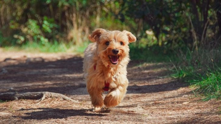 alergias en perros y gatos