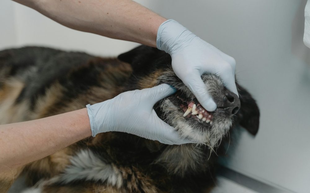 salud dental en mascotas