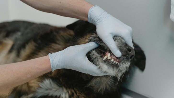 salud dental en mascotas