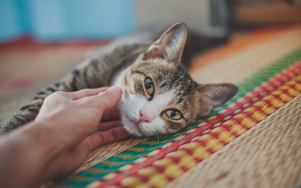 gato casero