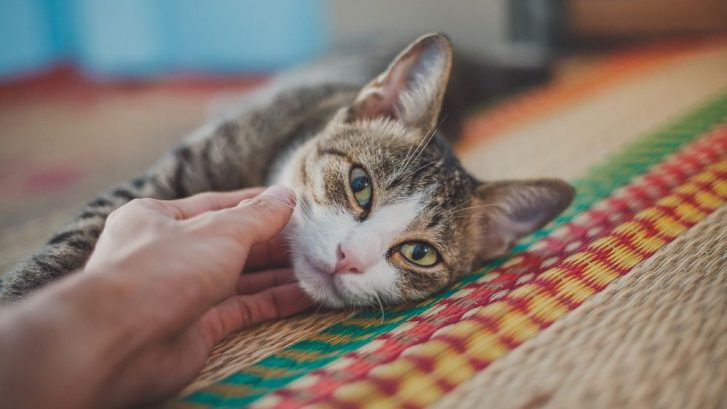 gato casero