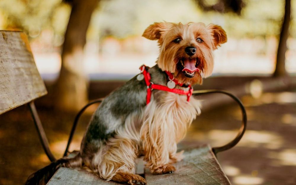 Lugares donde pasear y refrescarte con tu perro en verano por Valencia