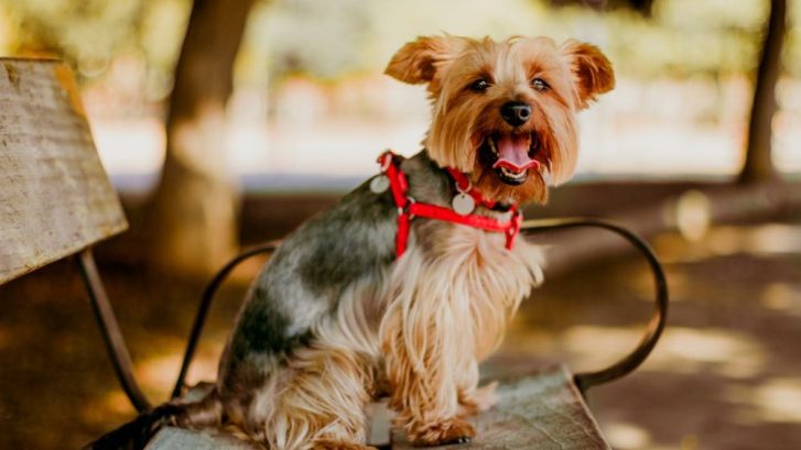 Lugares donde pasear y refrescarte con tu perro en verano por Valencia